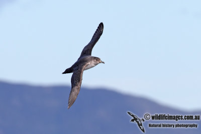 Grey Petrel 5981.jpg