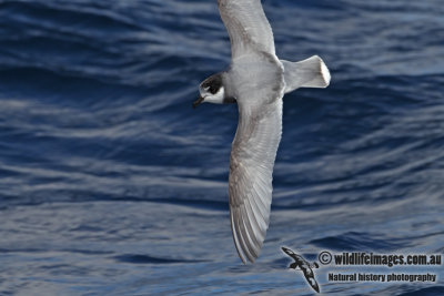 Blue Petrel