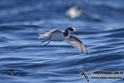 Blue Petrel 7095.jpg