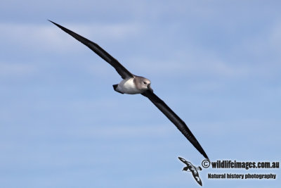 Grey-headed Albatross 6924.jpg