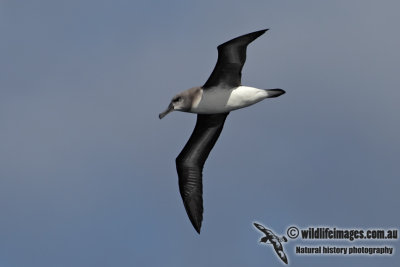 Grey-headed Albatross 6951.jpg
