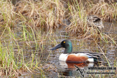 Northern Shoveler a4735.jpg