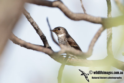 Dark-sided Flycatcher 5274.jpg