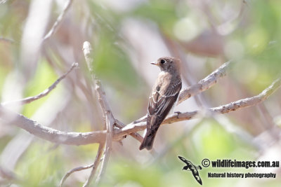 Dark-sided Flycatcher 5335.jpg