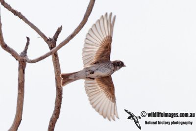 Dark-sided Flycatcher 5424.jpg