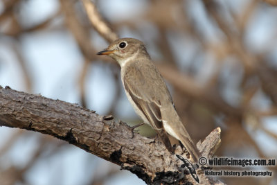 Asian Brown Flycatcher 3641.jpg