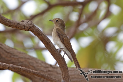 Blue & White Flycatcher 0585.jpg