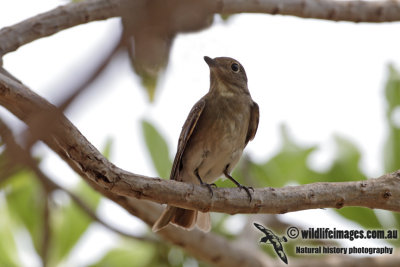 Blue & White Flycatcher 0840.jpg