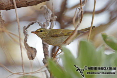 Arctic Warbler 1023.jpg