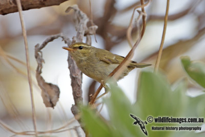 Arctic Warbler 1041.jpg