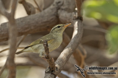 Arctic Warbler a3215.jpg