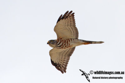 Chinese Sparrowhawk 2225.jpg