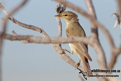 Willow Warbler 4366.jpg