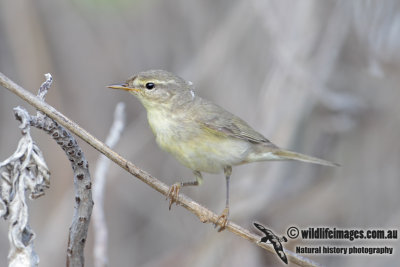 Willow Warbler 4623.jpg