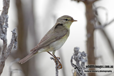 Willow Warbler 4930.jpg