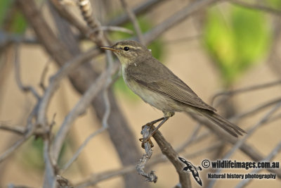 Willow Warbler a4577.jpg