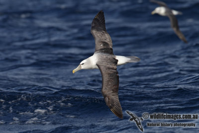 Shy Albatross 2909.jpg