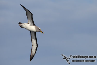 Buller's Albatross 3040.jpg