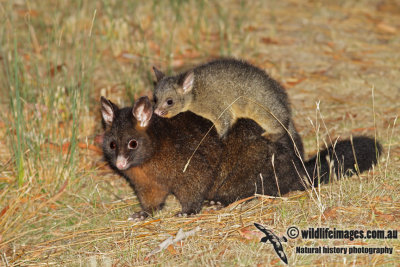 Common Brushtail Possum 2308.jpg