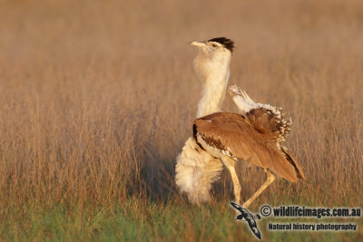 Australian Bustard