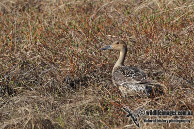 Northern Pintail a6733.jpg