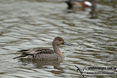 Northern Pintail a7857.jpg