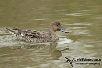 Northern Pintail a7934.jpg