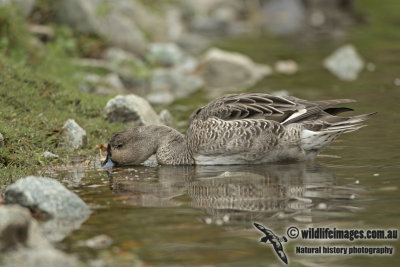 Northern Pintail a7969.jpg