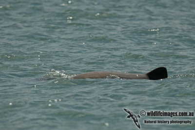 Australian Snub-fin Dolphin a5054.jpg