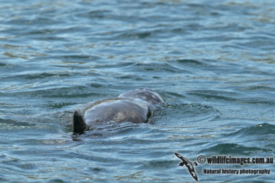 Australian Snub-fin Dolphin a5109.jpg