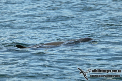 Australian Snub-fin Dolphin a5146.jpg