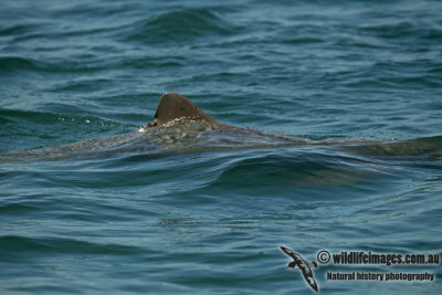 Australian Snub-fin Dolphin a5155.jpg