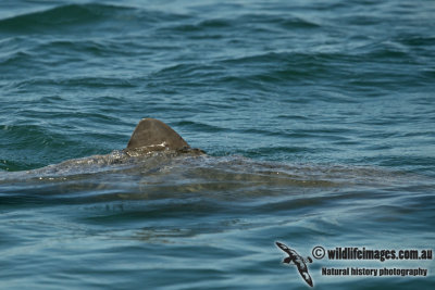 Australian Snub-fin Dolphin a5157.jpg