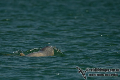 Australian Snub-fin Dolphin a5196.jpg