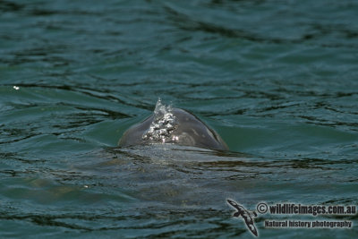 Australian Snub-fin Dolphin a5217.jpg