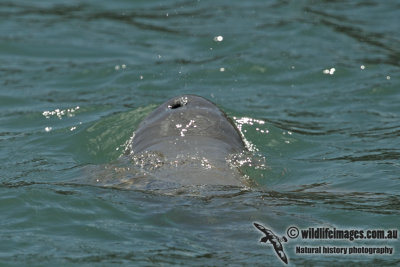 Australian Snub-fin Dolphin a5218.jpg