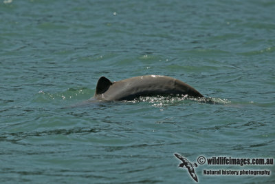 Australian Snub-fin Dolphin a5246.jpg