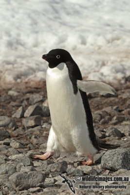 Adelie Penguin a1668.jpg
