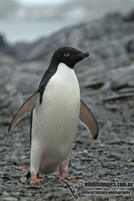 Adelie Penguin a3618.jpg