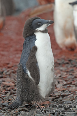 Adelie Penguin a5768.jpg