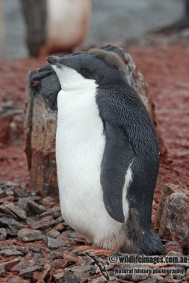 Adelie Penguin a5801.jpg
