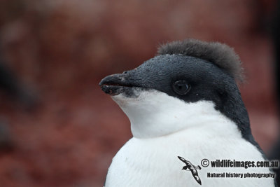 Adelie Penguin a5943.jpg