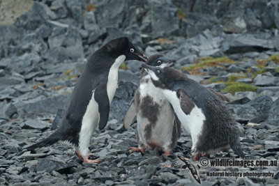 Adelie Penguin a6014.jpg