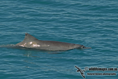 Indo-pacific Humpback Dolphin a2396.jpg