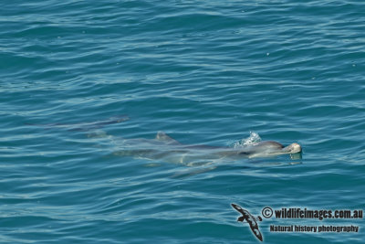 Indo-pacific Humpback Dolphin a2405.jpg