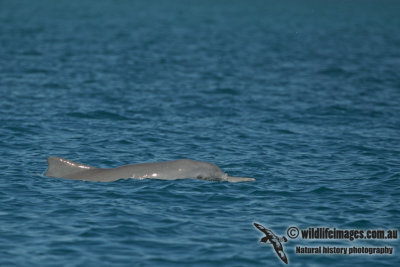 Indo-pacific Humpback Dolphin a3150.jpg