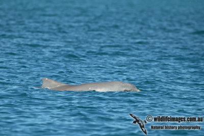 Indo-pacific Humpback Dolphin a3151.jpg