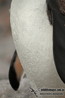 Gentoo Penguin a0011.jpg