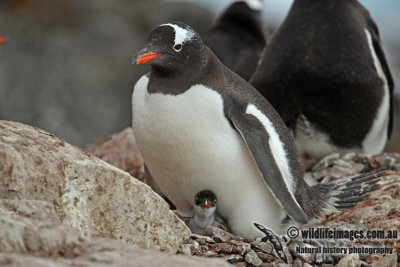 Gentoo Penguin a0882.jpg