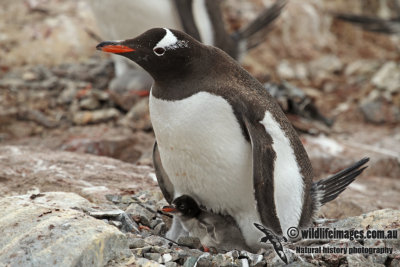 Gentoo Penguin a0964.jpg